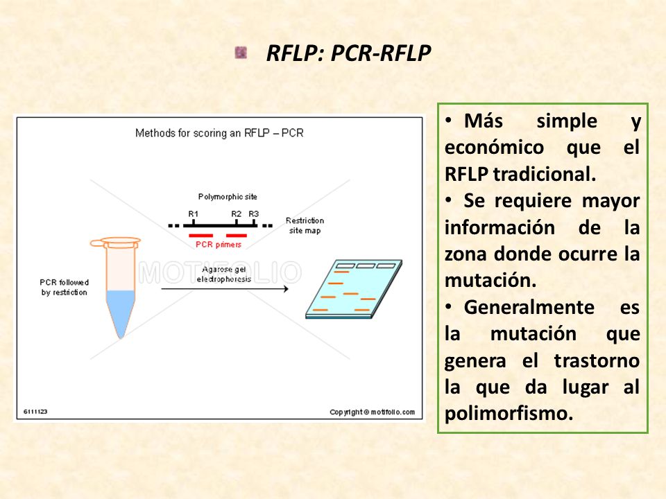 RFLP: PCR-RFLP Más simple y económico que el RFLP tradicional.