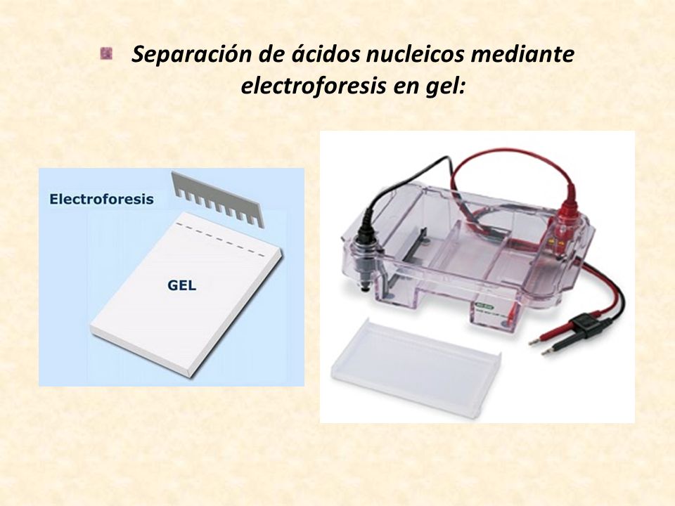 Separación de ácidos nucleicos mediante electroforesis en gel: