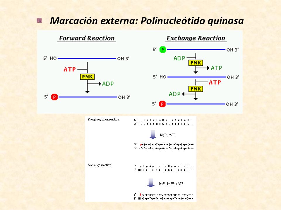 Marcación externa: Polinucleótido quinasa