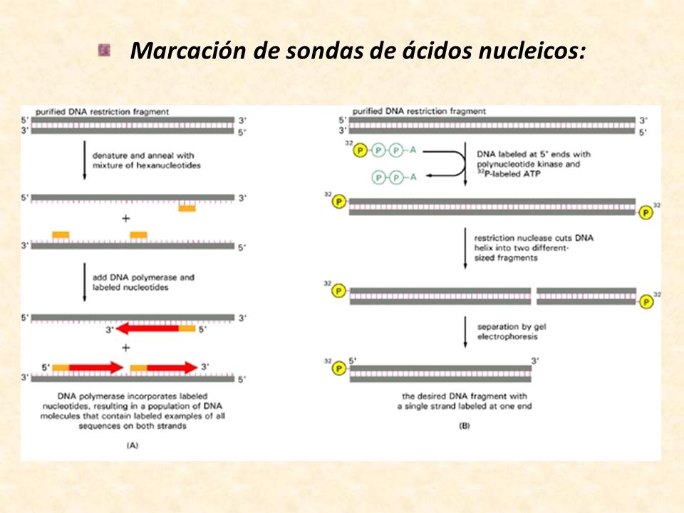 Marcación de sondas de ácidos nucleicos: