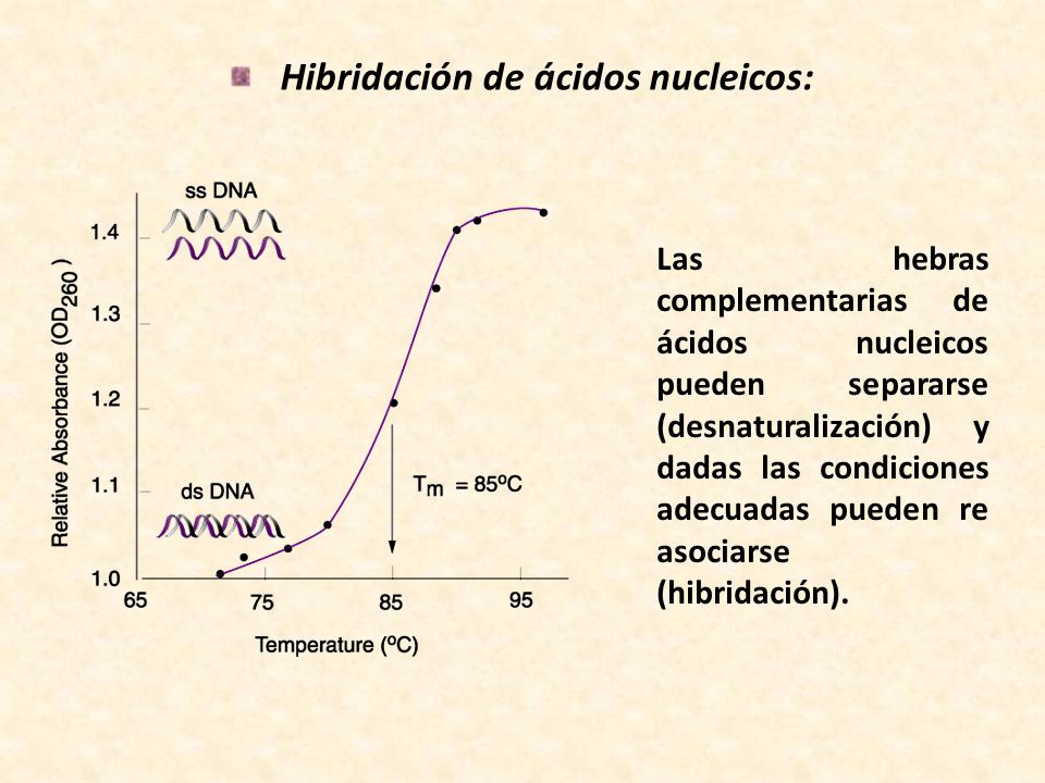 Hibridación de ácidos nucleicos: