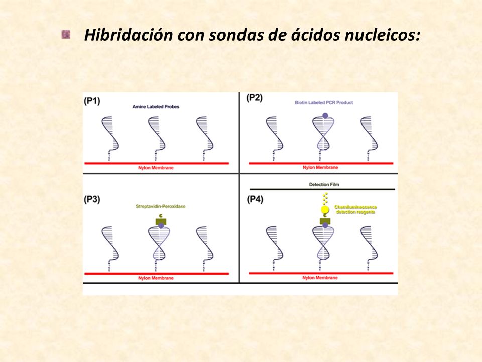 Hibridación con sondas de ácidos nucleicos: