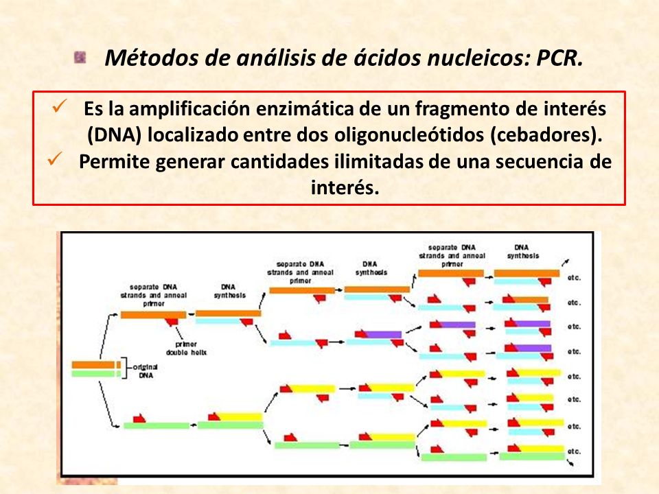 Métodos de análisis de ácidos nucleicos: PCR.