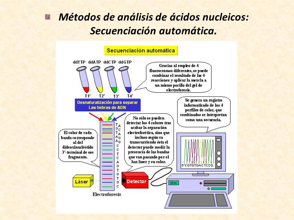 Métodos de análisis de ácidos nucleicos: Secuenciación automática.