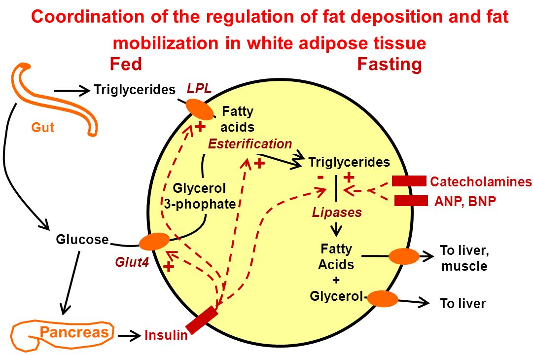 Coordination of the regulation of fat deposition and fat mobilization in white adipose tissue