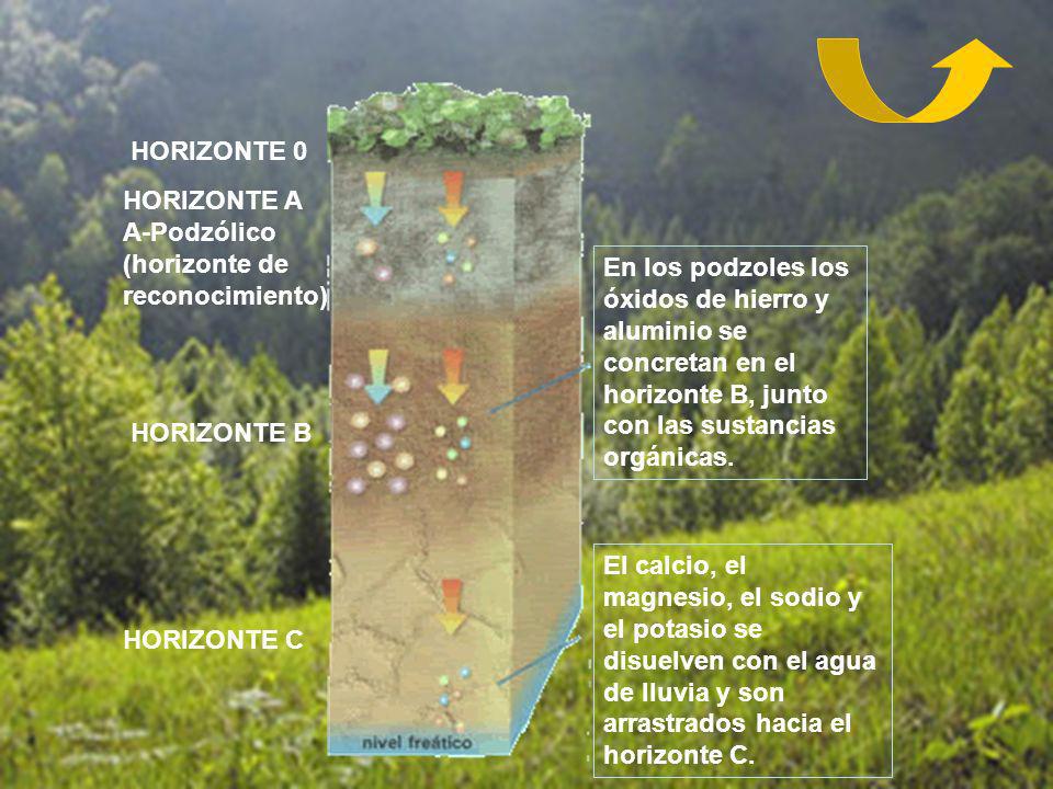 HORIZONTE 0 HORIZONTE A A-Podzólico (horizonte de reconocimiento)