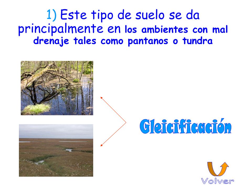 1) Este tipo de suelo se da principalmente en los ambientes con mal drenaje tales como pantanos o tundra