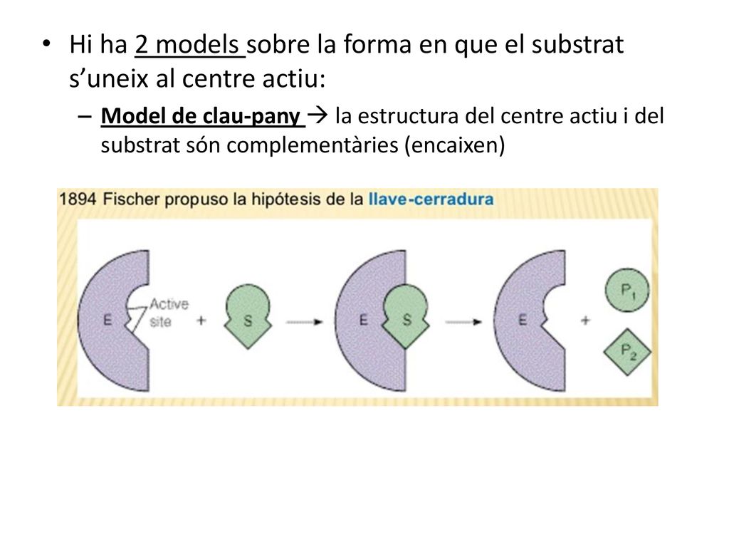 Hi ha 2 models sobre la forma en que el substrat s’uneix al centre actiu: