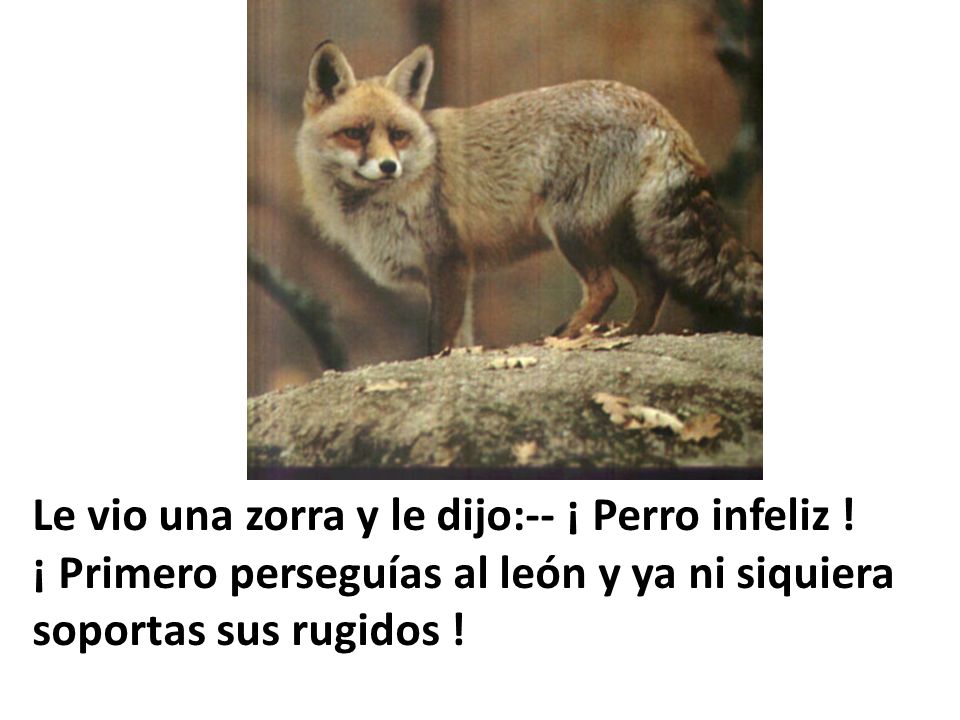 Le vio una zorra y le dijo:-- ¡ Perro infeliz !