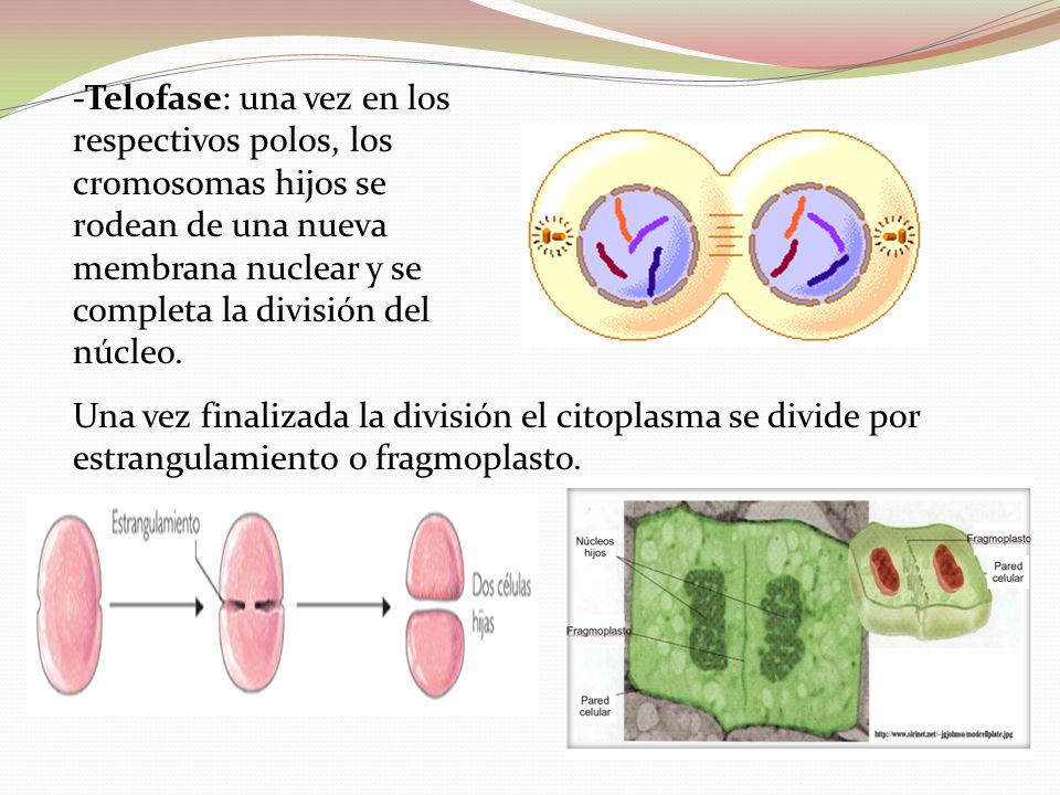-Telofase: una vez en los respectivos polos, los cromosomas hijos se rodean de una nueva membrana nuclear y se completa la división del núcleo.