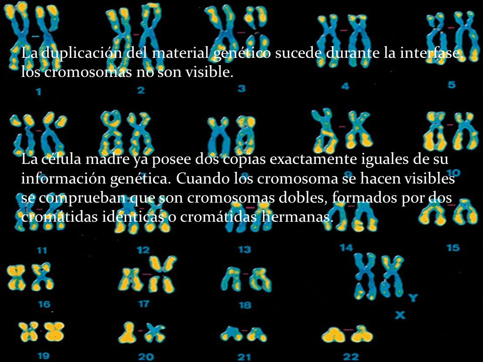 La duplicación del material genético sucede durante la interfase, los cromosomas no son visible.