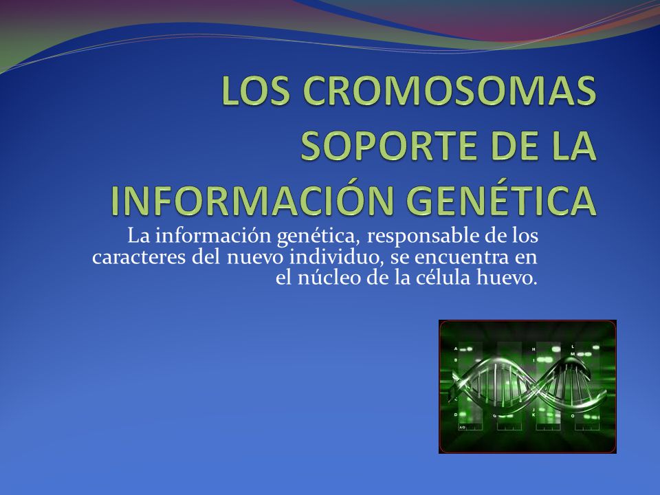 LOS CROMOSOMAS SOPORTE DE LA INFORMACIÓN GENÉTICA