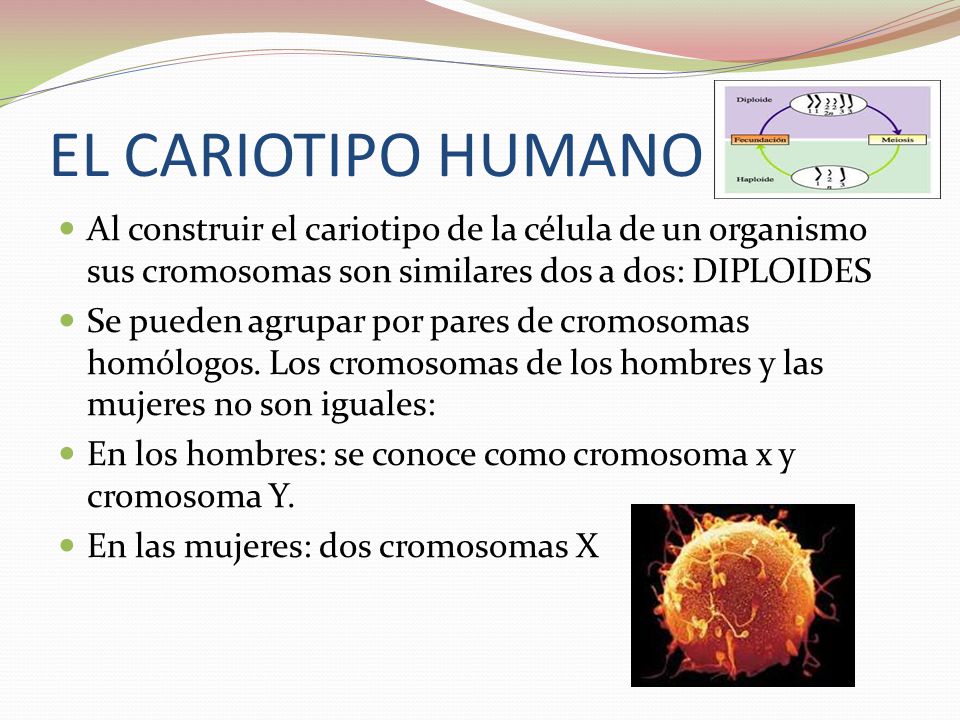EL CARIOTIPO HUMANO Al construir el cariotipo de la célula de un organismo sus cromosomas son similares dos a dos: DIPLOIDES.
