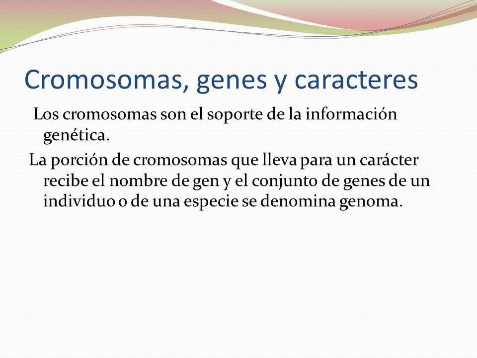 Cromosomas, genes y caracteres