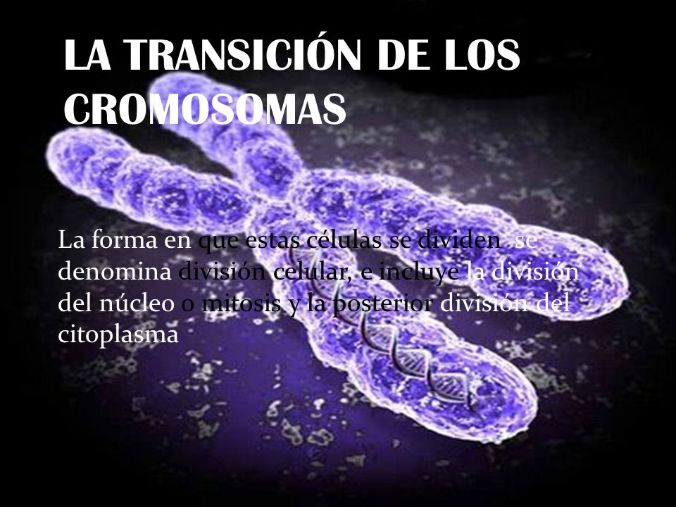 LA TRANSICIÓN DE LOS CROMOSOMAS