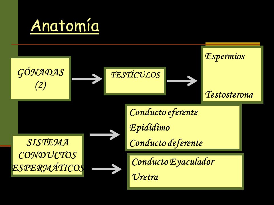Anatomía Espermios GÓNADAS (2) Testosterona Conducto eferente