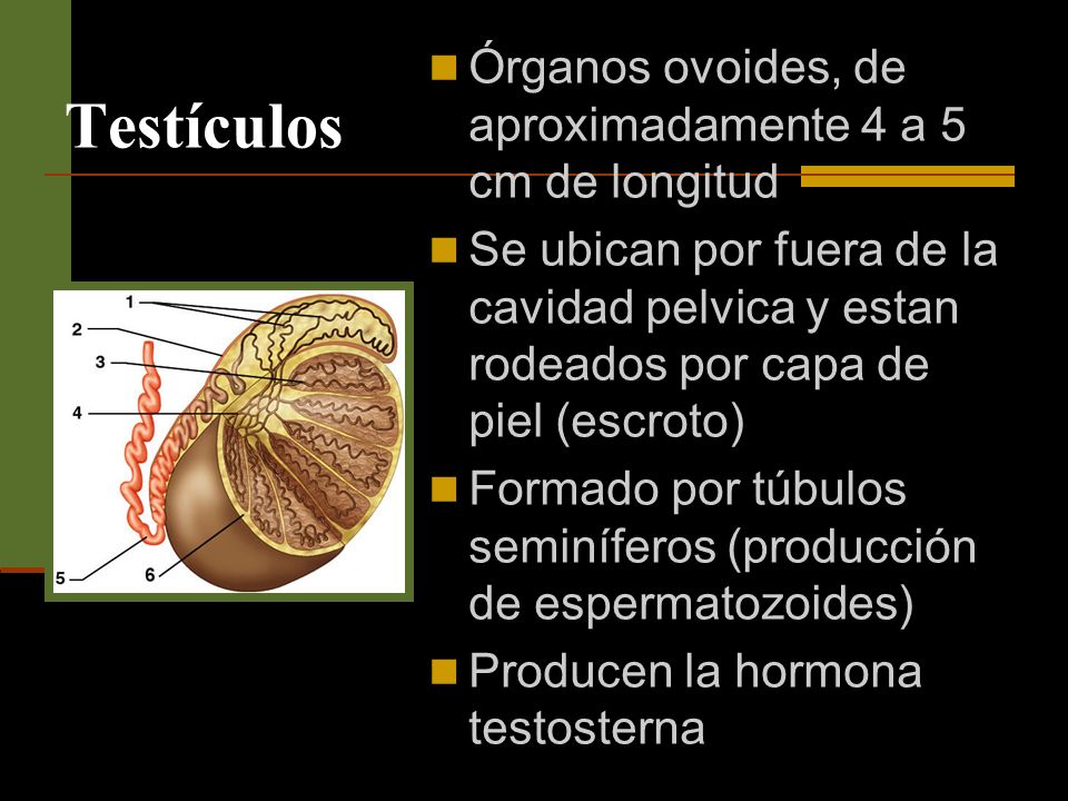 Testículos Órganos ovoides, de aproximadamente 4 a 5 cm de longitud