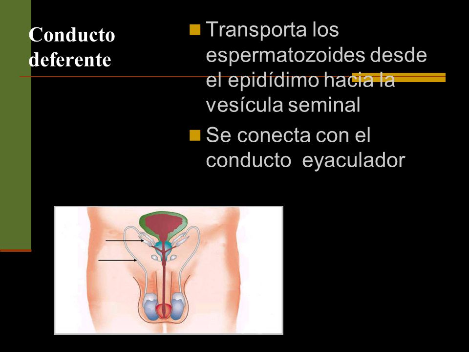 Conducto deferente Transporta los espermatozoides desde el epidídimo hacia la vesícula seminal.