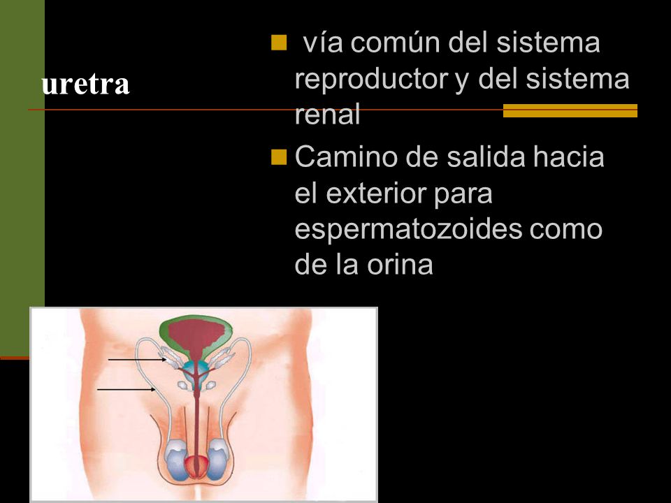 uretra vía común del sistema reproductor y del sistema renal
