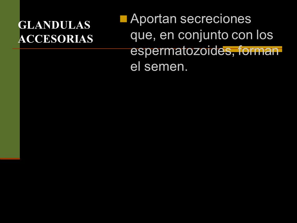 GLANDULAS ACCESORIAS Aportan secreciones que, en conjunto con los espermatozoides, forman el semen.