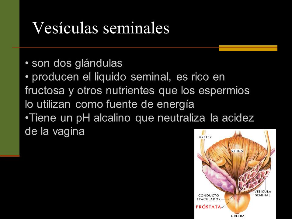 Vesículas seminales son dos glándulas