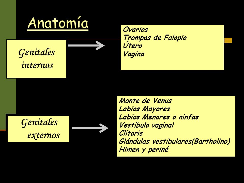Anatomía Genitales internos Genitales externos Ovarios