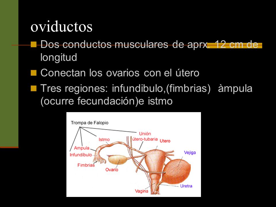 oviductos Dos conductos musculares de aprx. 12 cm de longitud