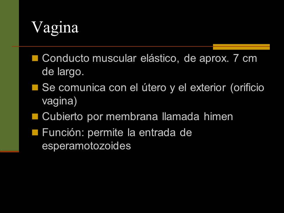 Vagina Conducto muscular elástico, de aprox. 7 cm de largo.