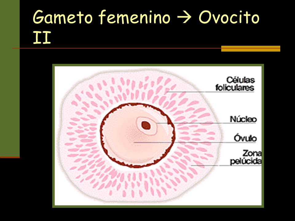 Gameto femenino  Ovocito II