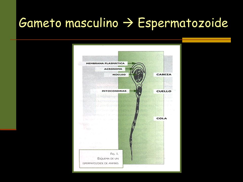 Gameto masculino  Espermatozoide