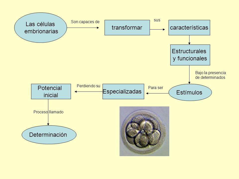 Las células embrionarias transformar características Estructurales