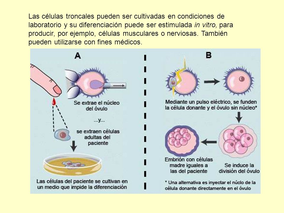 Las células troncales pueden ser cultivadas en condiciones de laboratorio y su diferenciación puede ser estimulada in vitro, para producir, por ejemplo, células musculares o nerviosas.