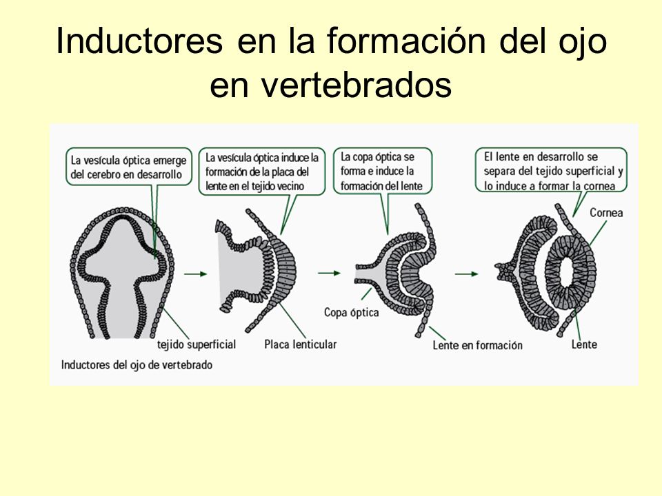 Inductores en la formación del ojo en vertebrados