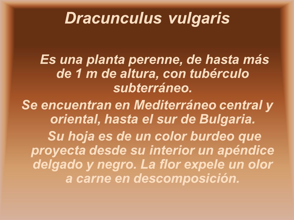Dracunculus vulgaris Es una planta perenne, de hasta más de 1 m de altura, con tubérculo subterráneo.