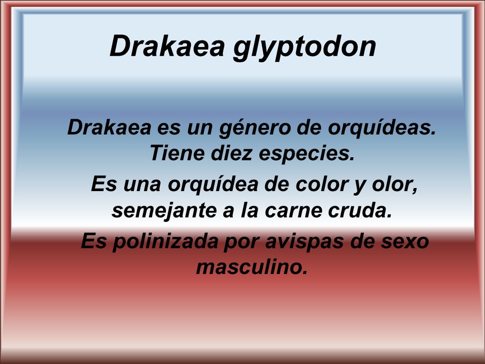 Drakaea glyptodon Drakaea es un género de orquídeas. Tiene diez especies. Es una orquídea de color y olor, semejante a la carne cruda.
