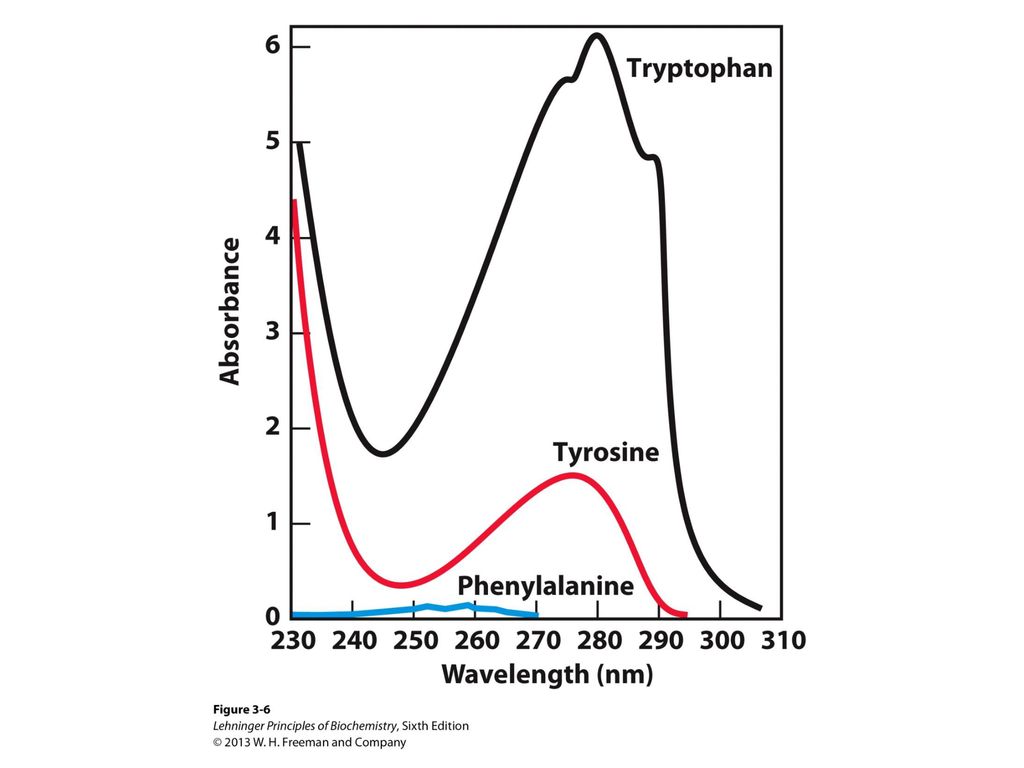 FIGURE 3-6 Absorption of ultraviolet light by aromatic amino acids