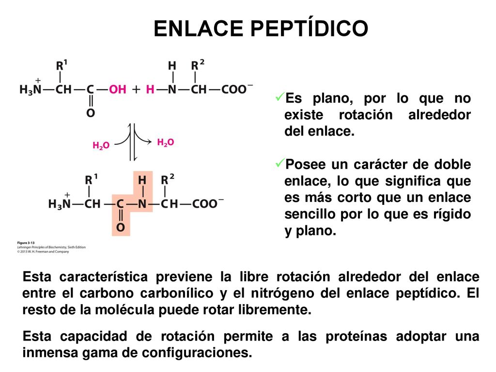 ENLACE PEPTÍDICO Es plano, por lo que no existe rotación alrededor del enlace.
