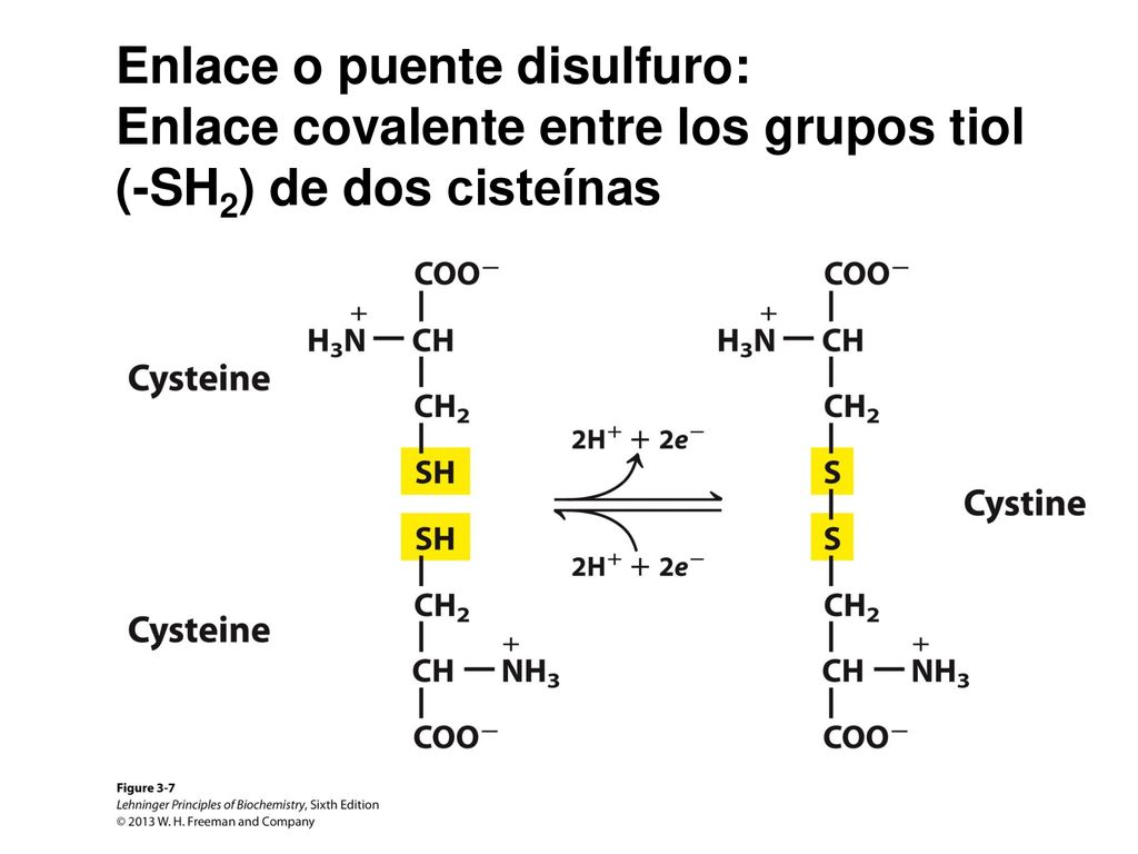 Enlace o puente disulfuro: Enlace covalente entre los grupos tiol
