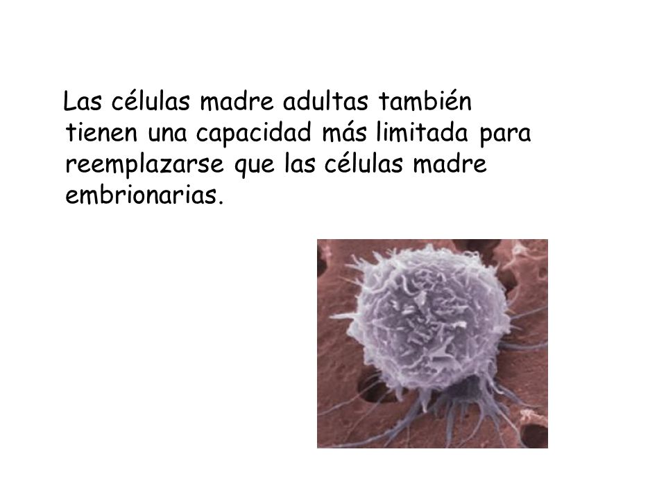 Las células madre adultas también tienen una capacidad más limitada para reemplazarse que las células madre embrionarias.