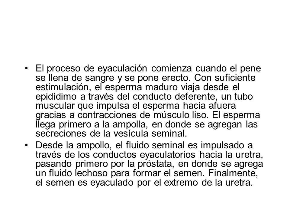 El proceso de eyaculación comienza cuando el pene se llena de sangre y se pone erecto. Con suficiente estimulación, el esperma maduro viaja desde el epidídimo a través del conducto deferente, un tubo muscular que impulsa el esperma hacia afuera gracias a contracciones de músculo liso. El esperma llega primero a la ampolla, en donde se agregan las secreciones de la vesícula seminal.