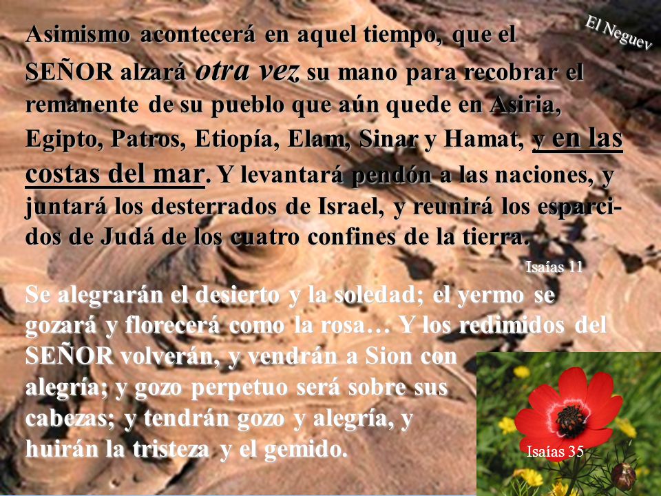 Asimismo acontecerá en aquel tiempo, que el SEÑOR alzará otra vez su mano para recobrar el remanente de su pueblo que aún quede en Asiria, Egipto, Patros, Etiopía, Elam, Sinar y Hamat, y en las costas del mar. Y levantará pendón a las naciones, y juntará los desterrados de Israel, y reunirá los esparci-dos de Judá de los cuatro confines de la tierra. Isaías 11 Se alegrarán el desierto y la soledad; el yermo se gozará y florecerá como la rosa… Y los redimidos del SEÑOR volverán, y vendrán a Sion con alegría; y gozo perpetuo será sobre sus cabezas; y tendrán gozo y alegría, y huirán la tristeza y el gemido. Isaías 35
