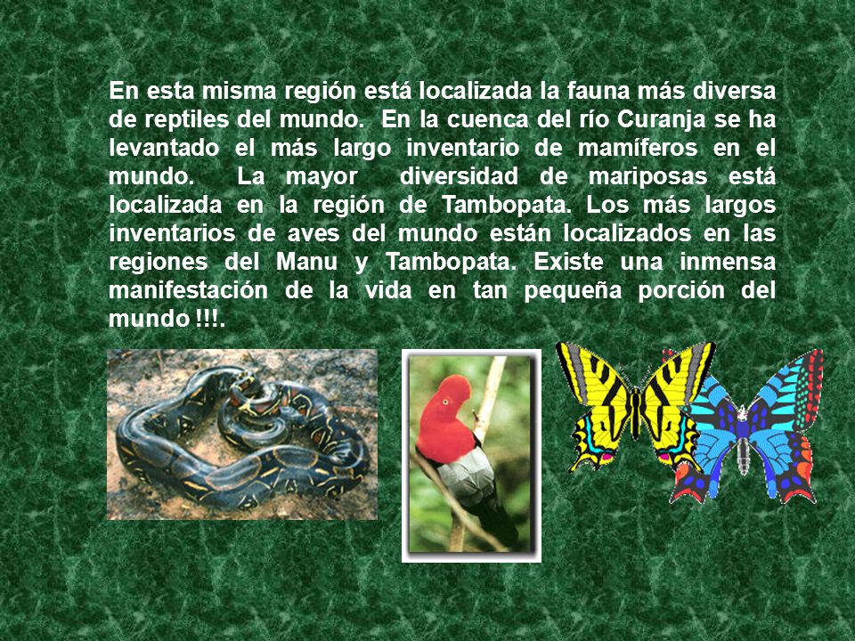 En esta misma región está localizada la fauna más diversa de reptiles del mundo.
