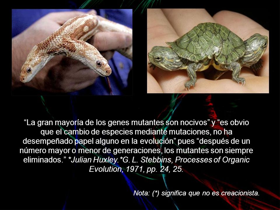 La gran mayoría de los genes mutantes son nocivos y es obvio que el cambio de especies mediante mutaciones, no ha desempeñado papel alguno en la evolución pues después de un número mayor o menor de generaciones, los mutantes son siempre eliminados. *Julian Huxley.*G. L. Stebbins, Processes of Organic Evolution, 1971, pp. 24, 25.