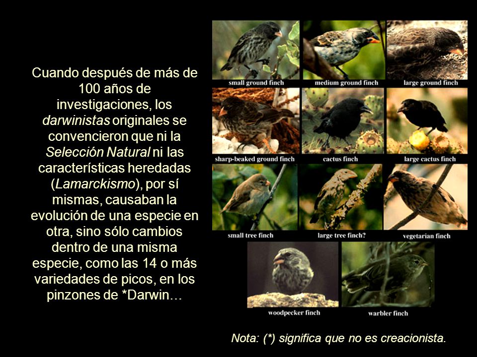 Cuando después de más de 100 años de investigaciones, los darwinistas originales se convencieron que ni la Selección Natural ni las características heredadas (Lamarckismo), por sí mismas, causaban la evolución de una especie en otra, sino sólo cambios dentro de una misma especie, como las 14 o más variedades de picos, en los pinzones de *Darwin…