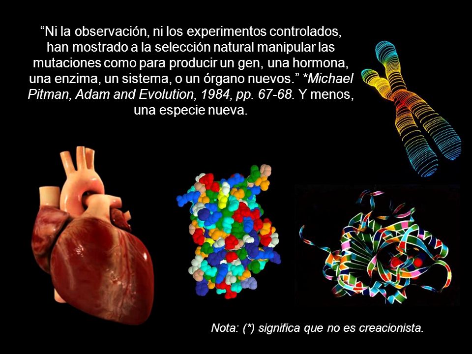 Ni la observación, ni los experimentos controlados, han mostrado a la selección natural manipular las mutaciones como para producir un gen, una hormona, una enzima, un sistema, o un órgano nuevos. *Michael Pitman, Adam and Evolution, 1984, pp Y menos, una especie nueva.