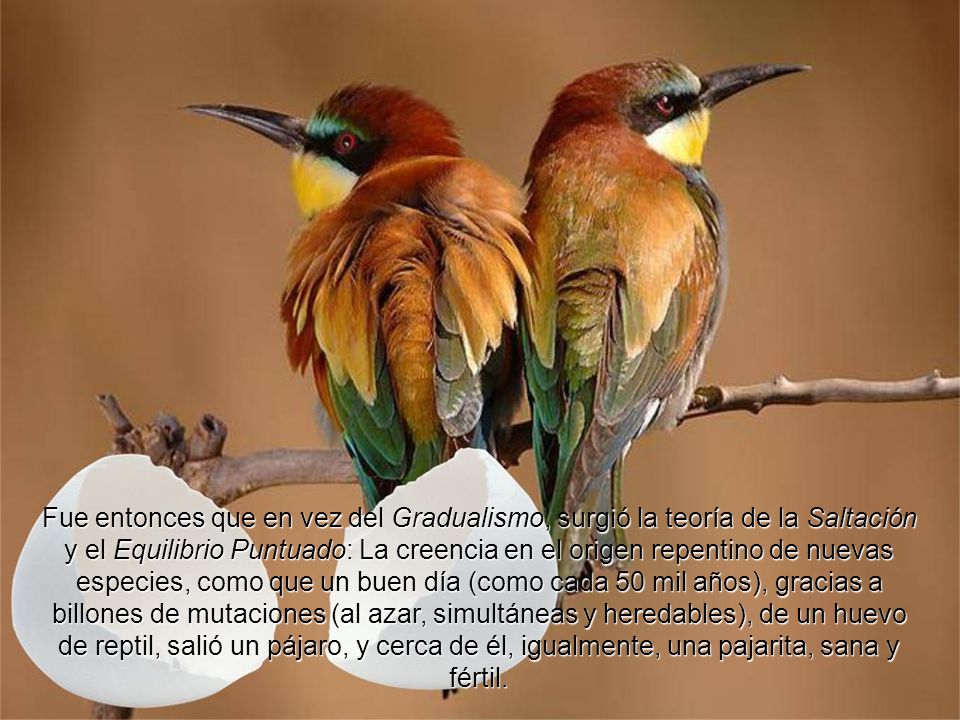 Fue entonces que en vez del Gradualismo, surgió la teoría de la Saltación y el Equilibrio Puntuado: La creencia en el origen repentino de nuevas especies, como que un buen día (como cada 50 mil años), gracias a billones de mutaciones (al azar, simultáneas y heredables), de un huevo de reptil, salió un pájaro, y cerca de él, igualmente, una pajarita, sana y fértil.