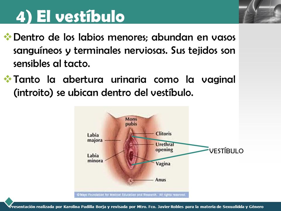 4) El vestíbulo Dentro de los labios menores; abundan en vasos sanguíneos y terminales nerviosas. Sus tejidos son sensibles al tacto.