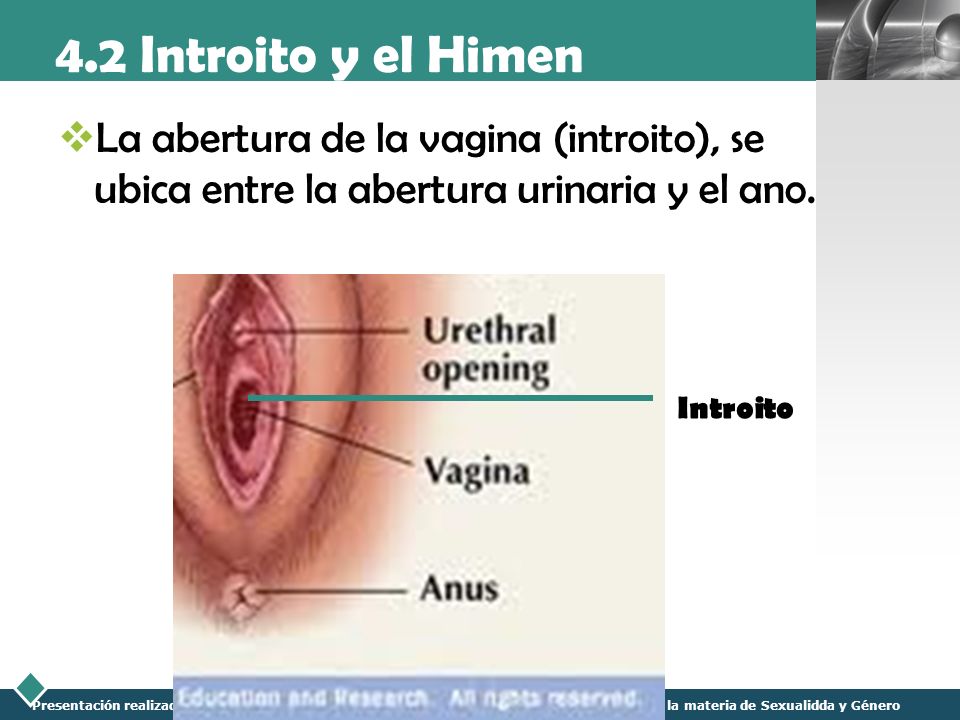 4.2 Introito y el Himen La abertura de la vagina (introito), se ubica entre la abertura urinaria y el ano.