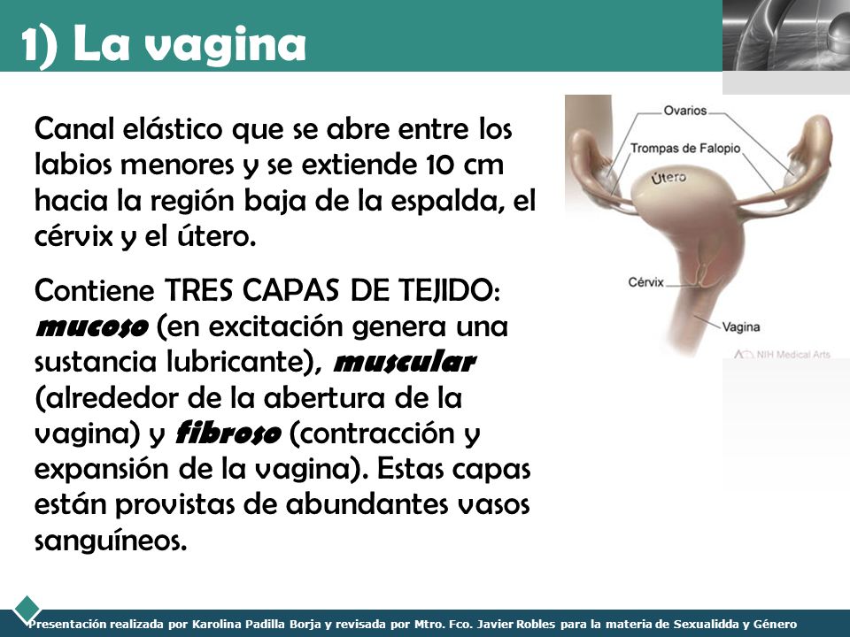 1) La vagina Canal elástico que se abre entre los labios menores y se extiende 10 cm hacia la región baja de la espalda, el cérvix y el útero.