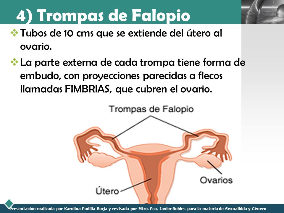 4) Trompas de Falopio Tubos de 10 cms que se extiende del útero al ovario.